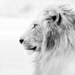 grayscale photo of lion