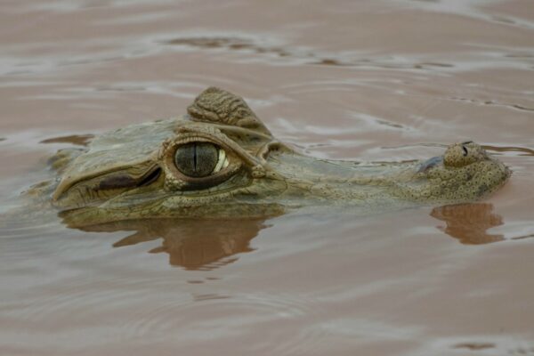 a large alligator is floating in the water