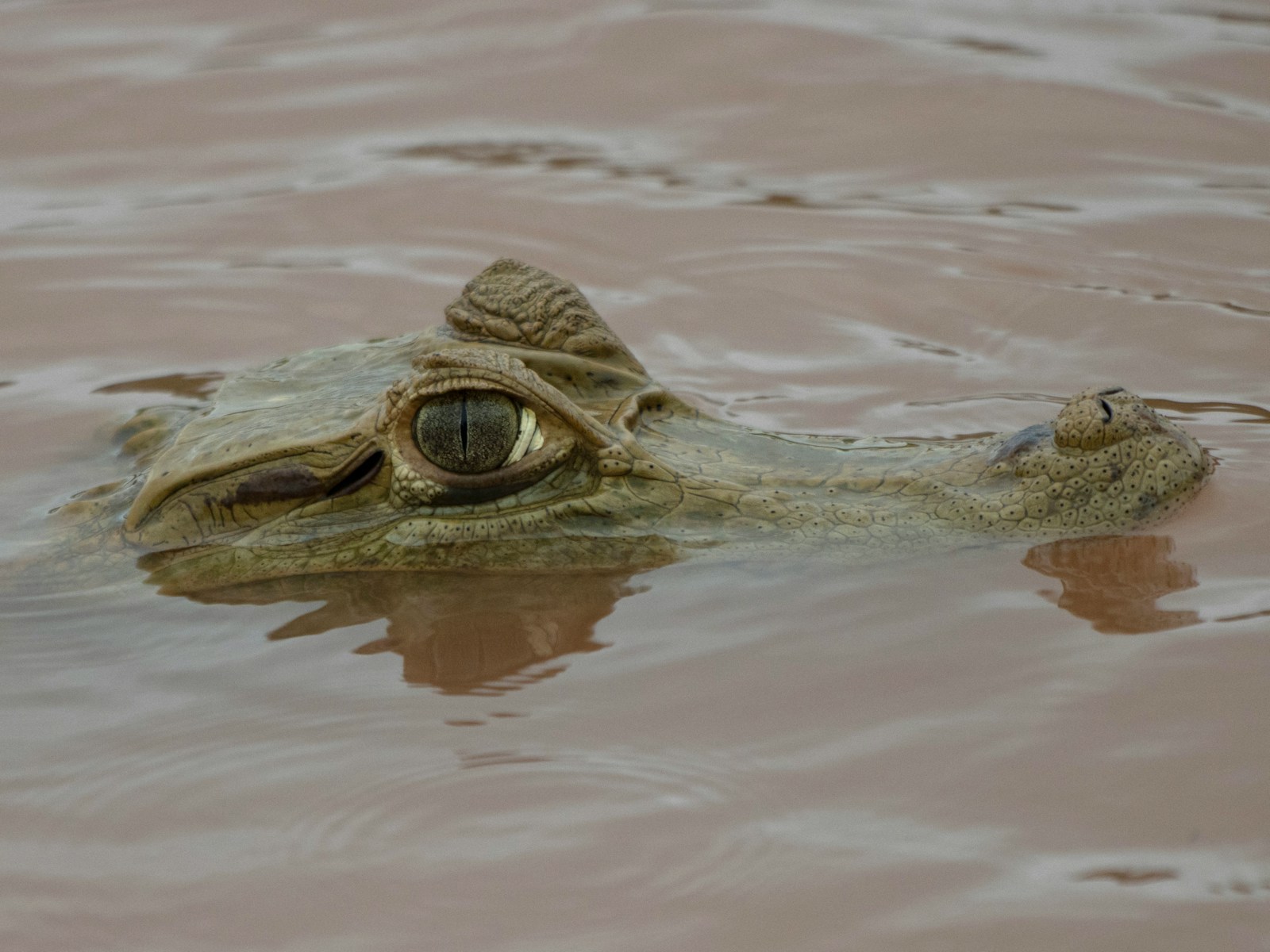 a large alligator is floating in the water