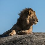 lion laying on ground facing sideways