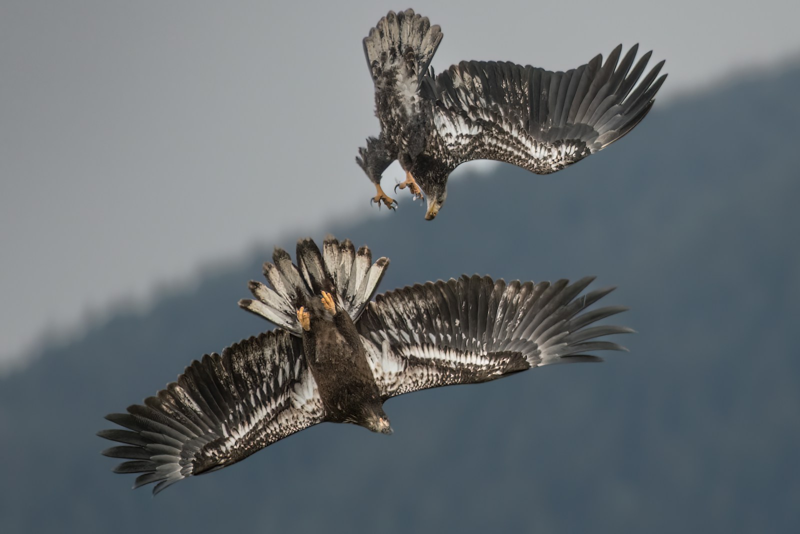 two birds flying in the sky