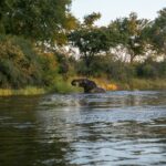 elephant of body of water near forest