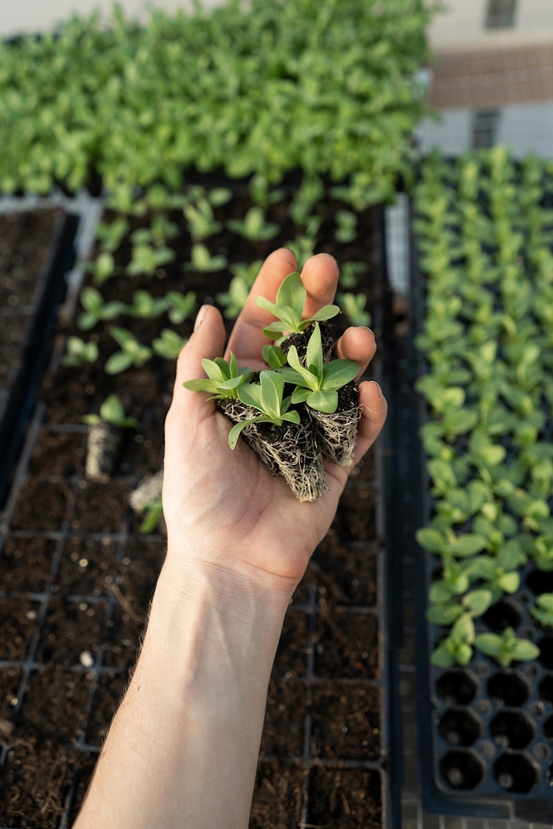 green plant on persons hand