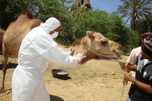 man in white long sleeve shirt riding brown camel during daytime