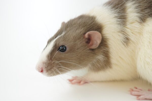 white and brown hamster on white surface