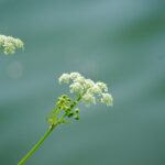 white flower in green stem