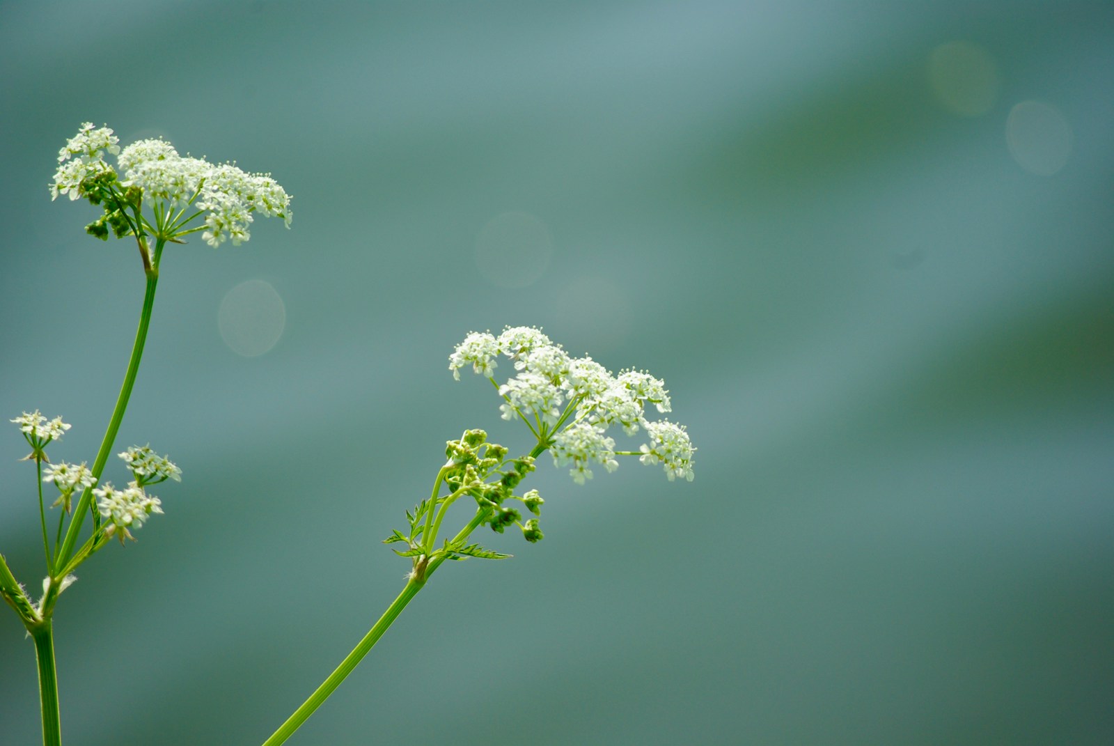 white flower in green stem