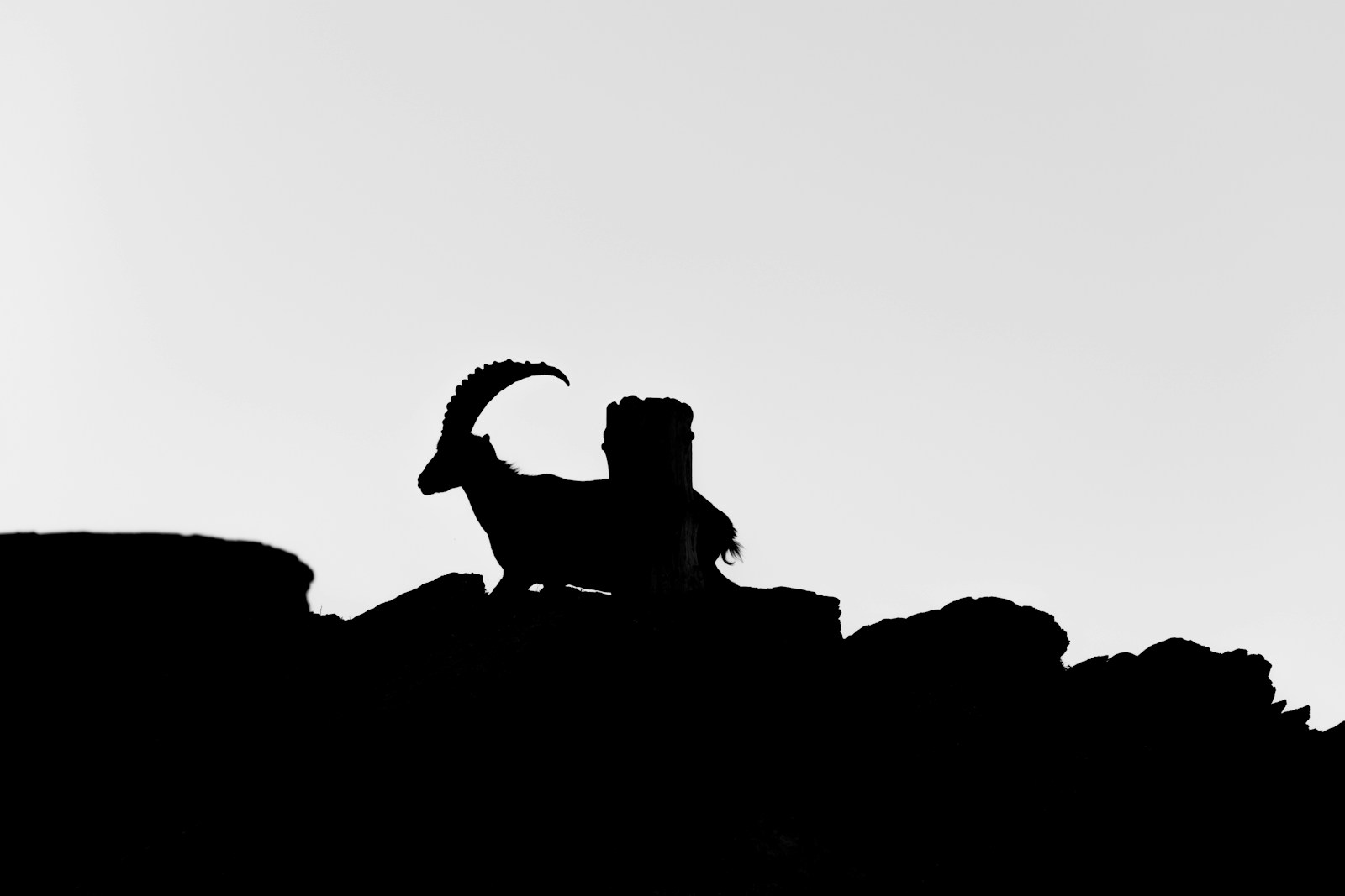 a black and white photo of a mountain goat