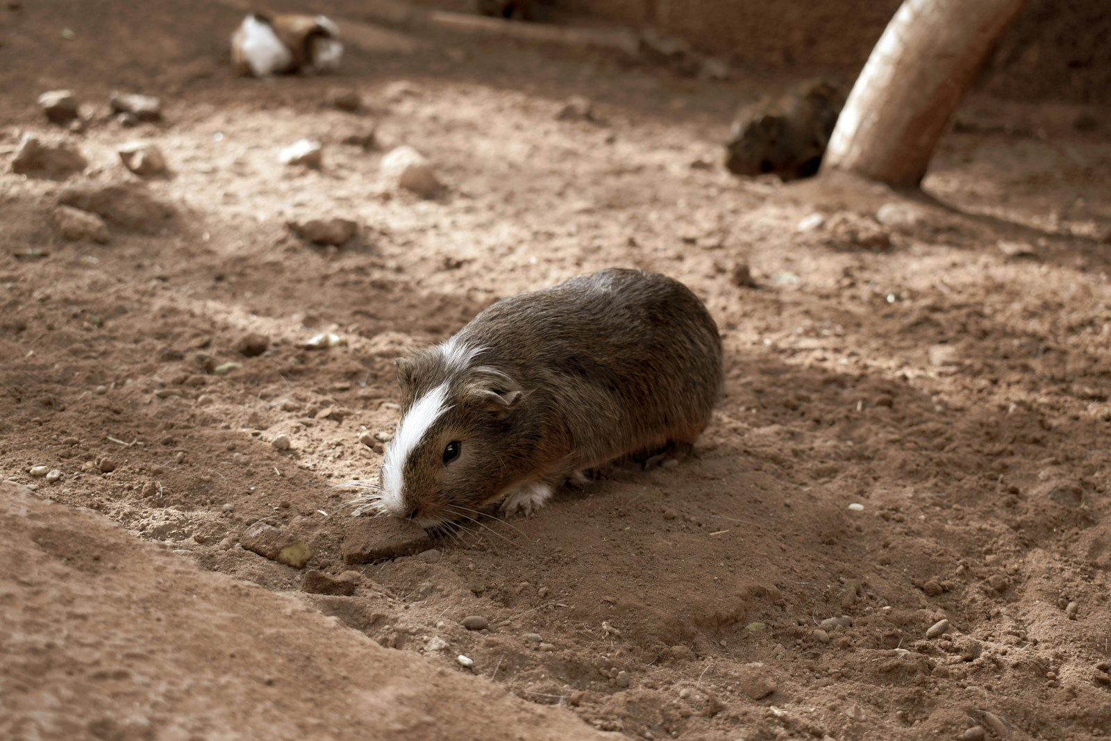 A small rodent laying on the ground near a wall