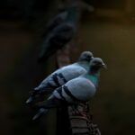 a couple of birds sitting on top of a wooden rail