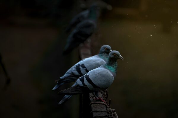 a couple of birds sitting on top of a wooden rail