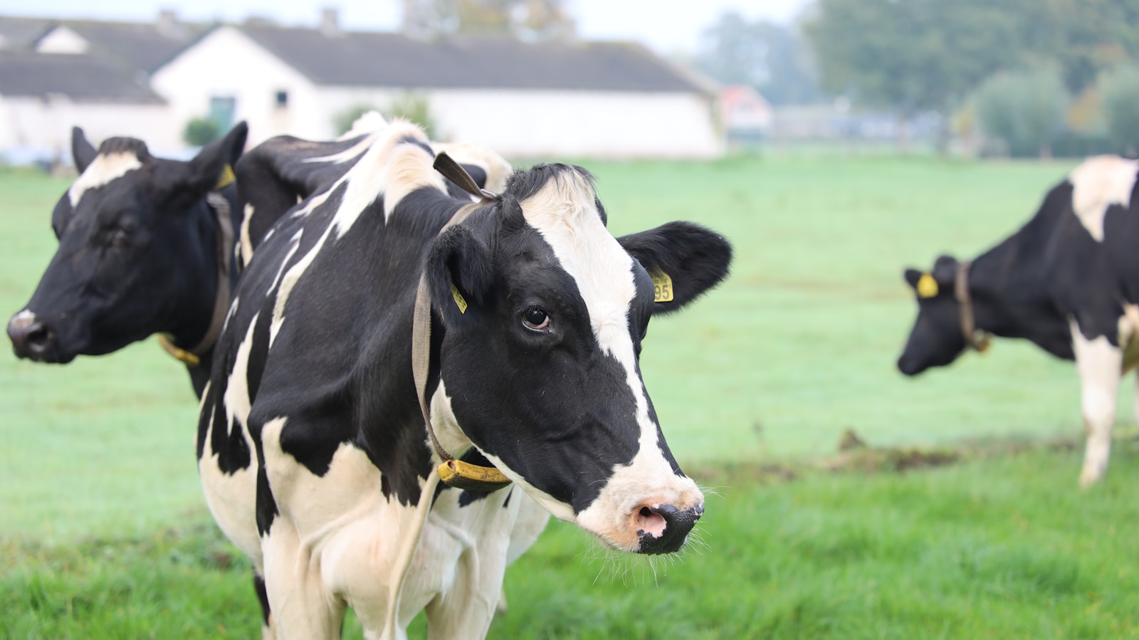 white and black cattle on the field photograph