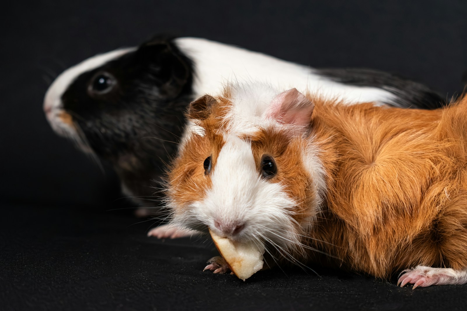 a guinea pig and a guinea guinea guinea guinea guinea guinea guinea guinea guinea guinea guinea