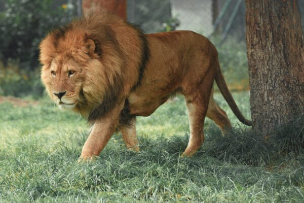 adult lion walking beside tree