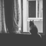 cat, pet, window, black and white, animal, window sill, curtain, cat, cat, cat, cat, cat, window, window, nature, window, window, window sill, curtain, curtain