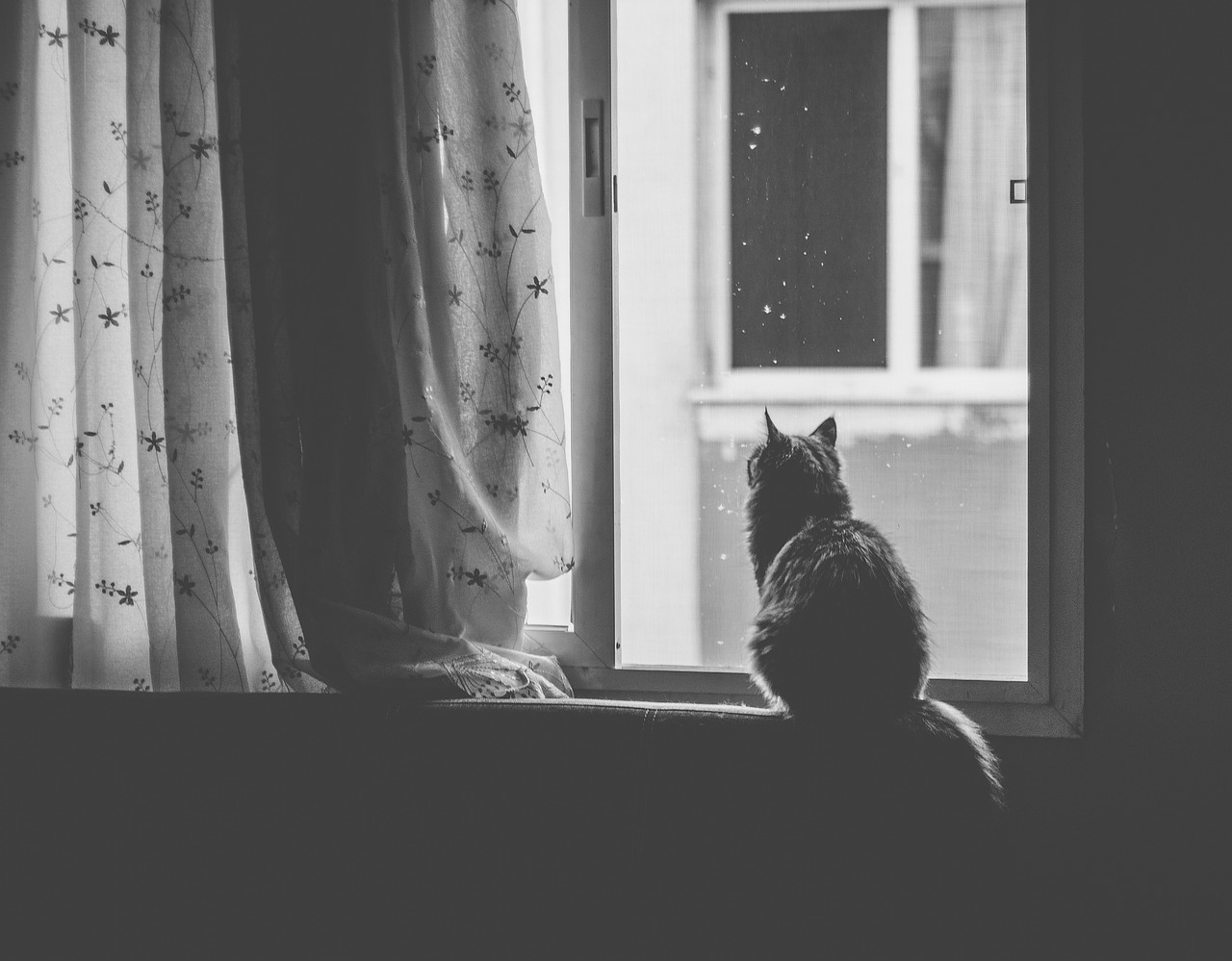 cat, pet, window, black and white, animal, window sill, curtain, cat, cat, cat, cat, cat, window, window, nature, window, window, window sill, curtain, curtain