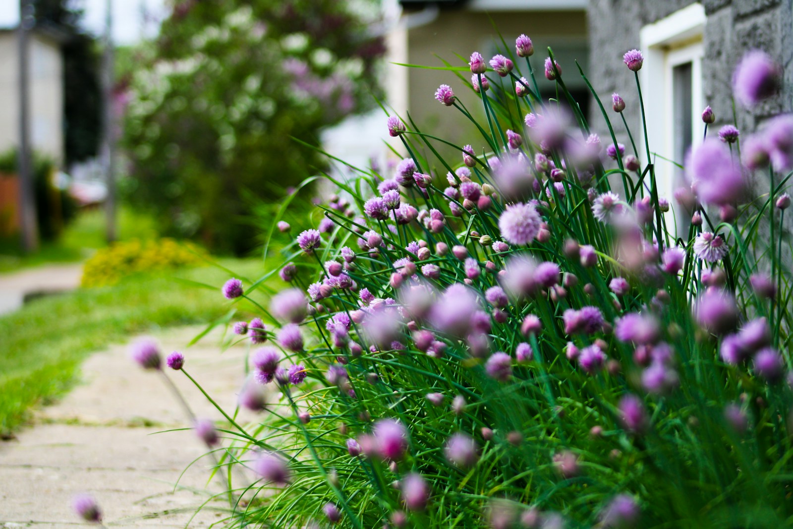 a bunch of flowers that are by a house