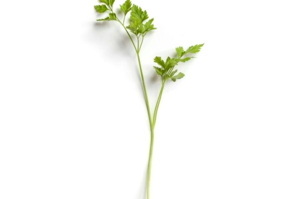 Peterselie kweken en eten: fris groen vol smaak en geneeskracht white flower with green leaves