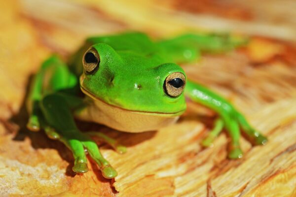 green frog on wood