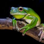green frog on branch