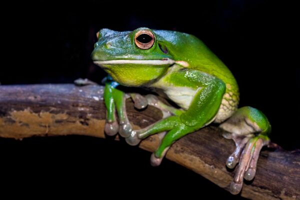 green frog on branch