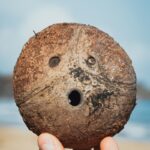 person holding brown round stone