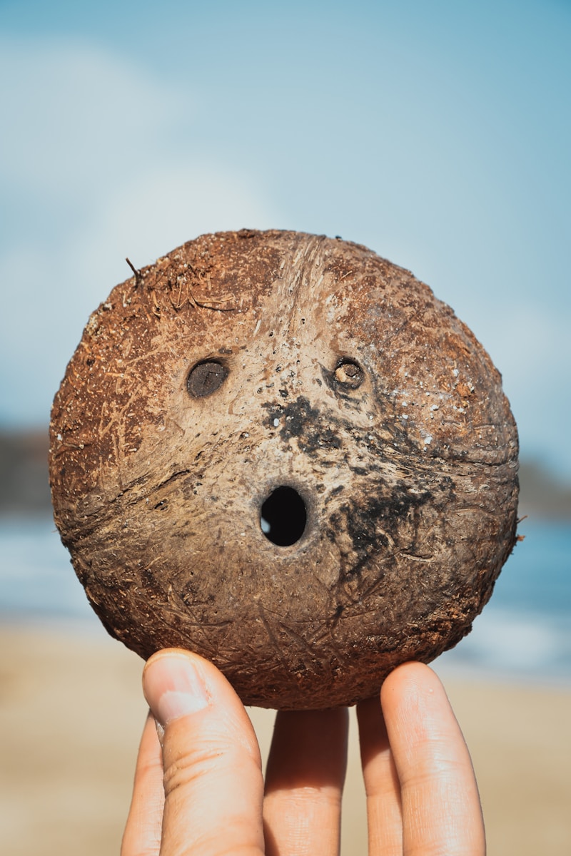 person holding brown round stone