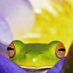 close view of green frog on purple flower