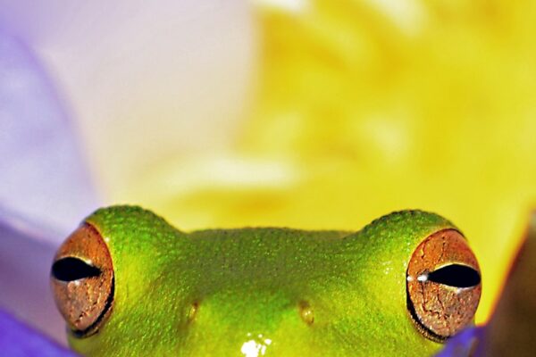 close view of green frog on purple flower