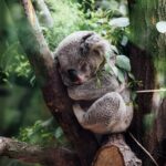 koala sleeping on tree branch