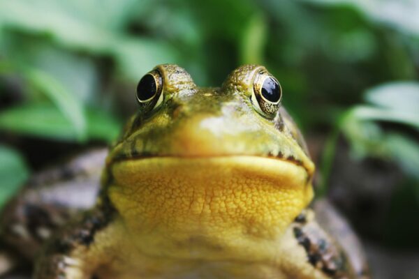 closeup photography of a frog