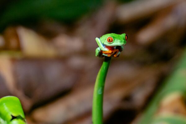 shallow focus photography of green frog