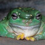 green frog on black surface