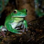 green frog on brown surface