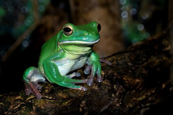 green frog on brown surface