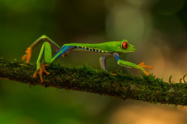 green frog on brown tree branch