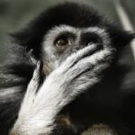 animal, ape, gibbon, mammal, thoughtful, tiergarten, nuremberg, primate, nature, oh my god, face, be amazed, surprised, surprise, pleasure, hand, finger