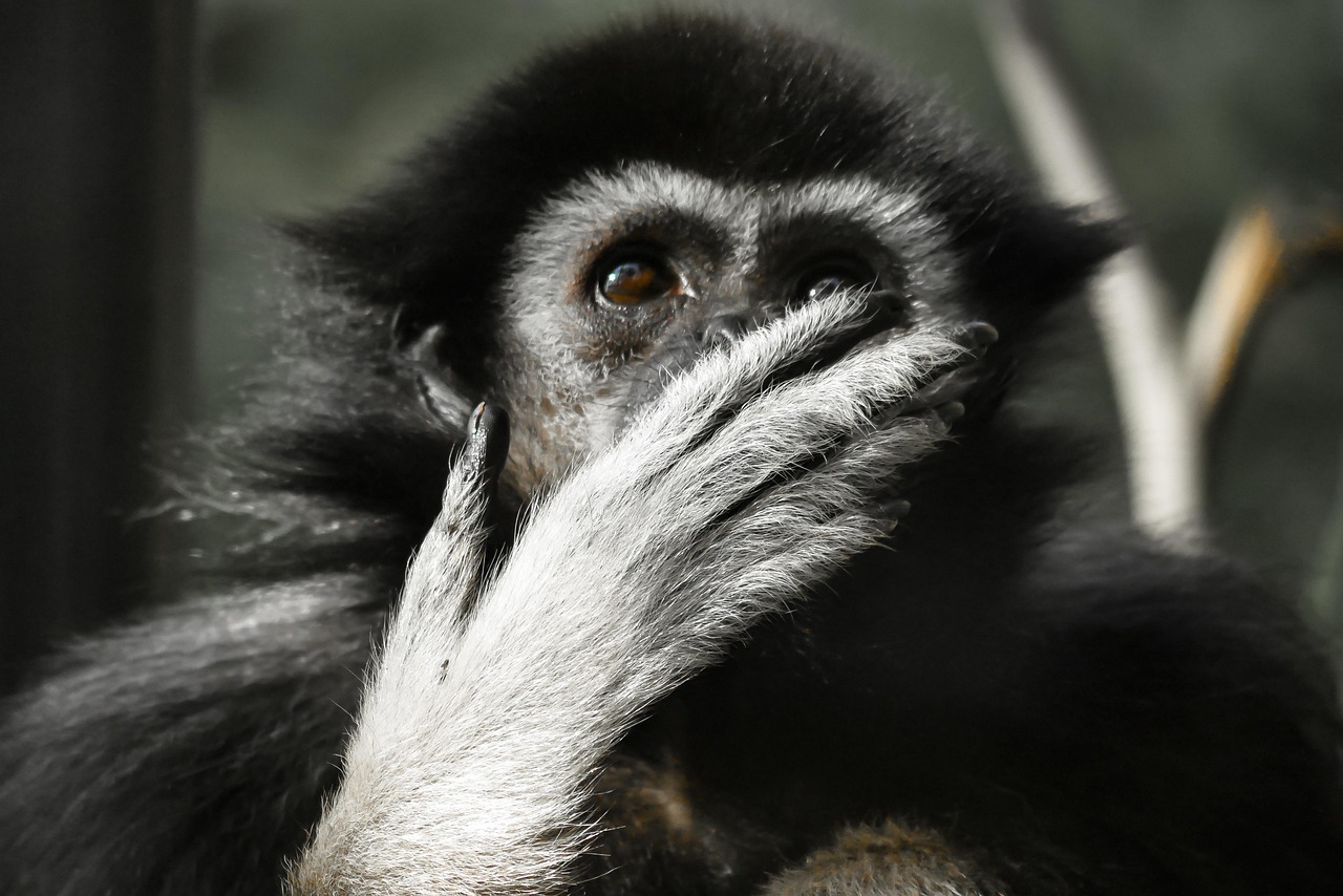 animal, ape, gibbon, mammal, thoughtful, tiergarten, nuremberg, primate, nature, oh my god, face, be amazed, surprised, surprise, pleasure, hand, finger