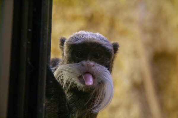 money, affe, minimonky, cute, sweet, nature, focus, details, animal, wildlife, insane, head, brown money, brown focus