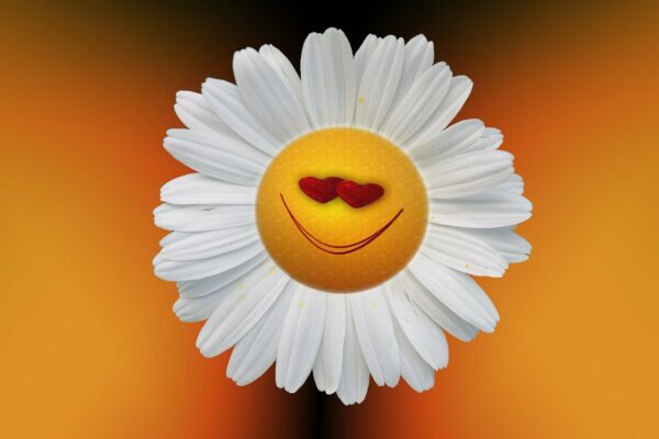 marguerite, leucanthemum, nature, composites, asteraceae, flower, spring, summer, blossom, bloom, white, face, smile, happy, pleasure, happiness, samuel, smiley, emoticon, logo, naughty, yellow, sun, smilies