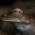 tree frog, frog, amphibian, animal, wildlife, nature, macro, portrait, frog, frog, frog, frog, frog, wildlife, portrait