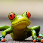 frog, fun, figure, cute, animal, nature, green, frog eyes, lurk