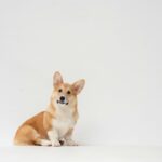 brown and white corgi puppy