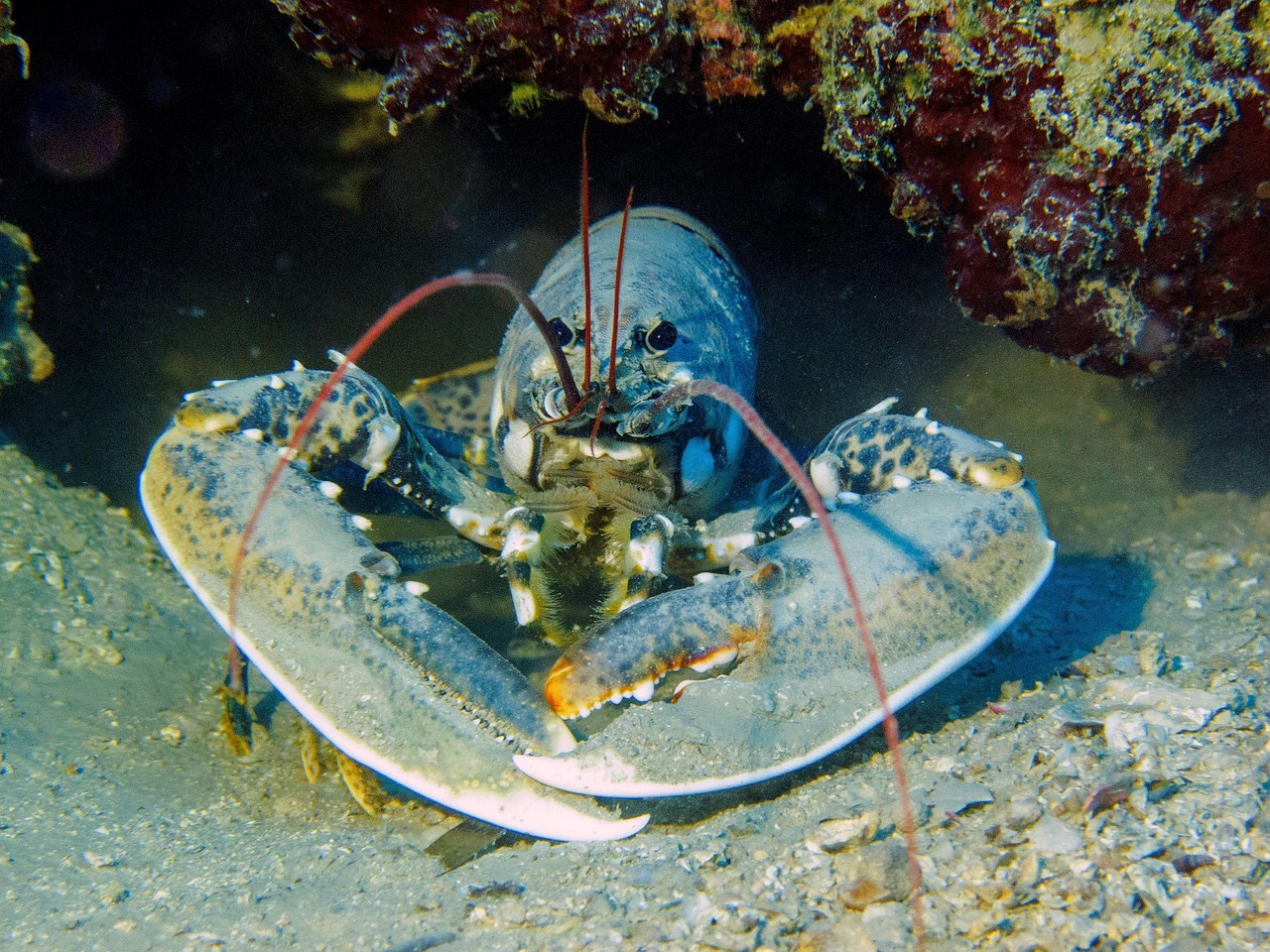 lobster, dive, croatia, lobster, lobster, lobster, lobster, lobster