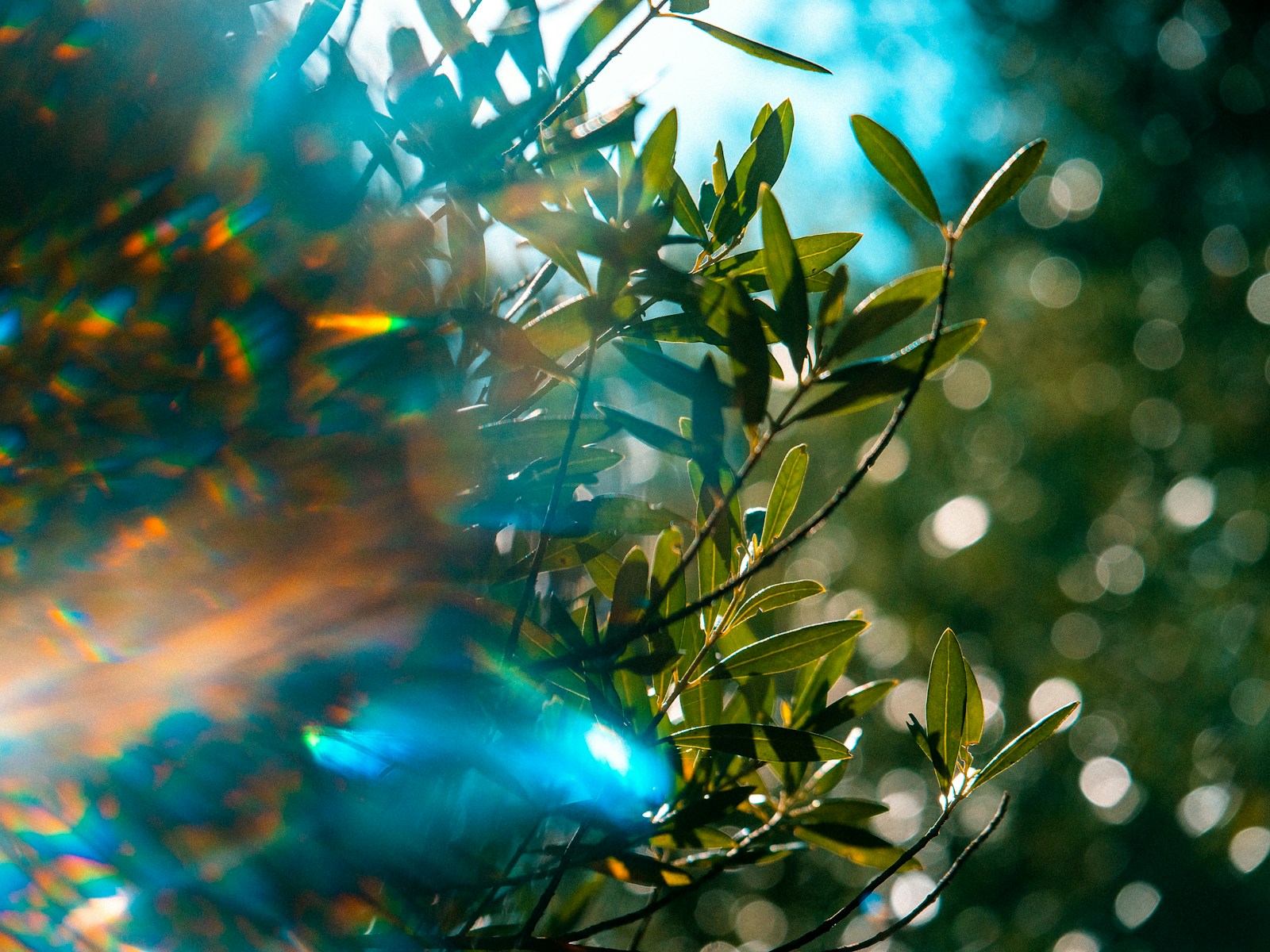 closeup photo of green plant