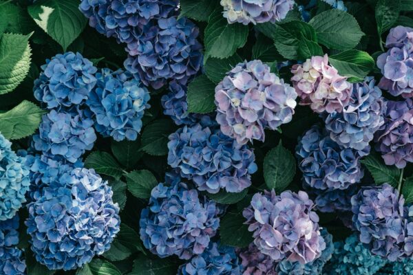 purple and white hydrangeas in bloom