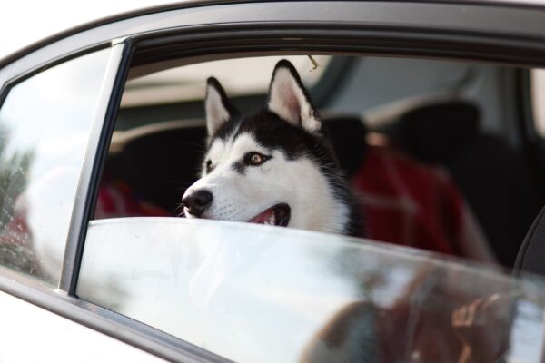 machine, dog, window, pet, trip, animal, husky