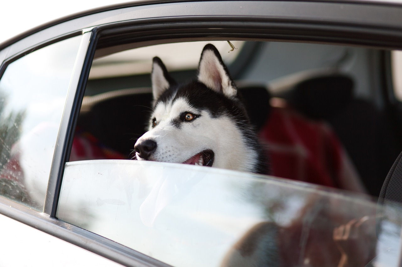 machine, dog, window, pet, trip, animal, husky