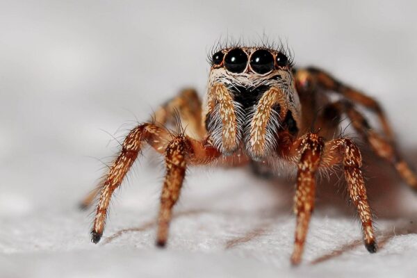 spider, zebra spider, arachnid, jumping spider, arthropod, animal, nature, closeup