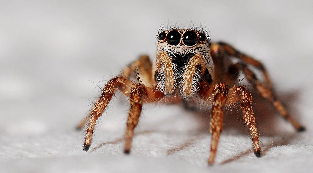 spider, zebra spider, arachnid, jumping spider, arthropod, animal, nature, closeup